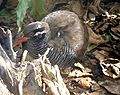 The Okinawa rail