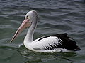 Miniatura para Pelecanus conspicillatus