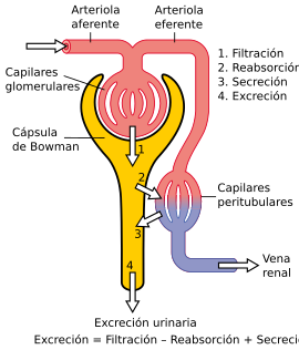 Fisiología de la nefrona