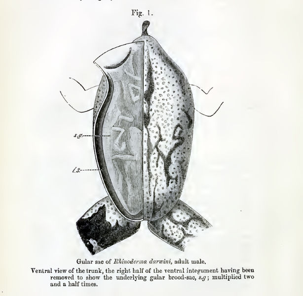 File:Rhinoderma darwinii00.jpg