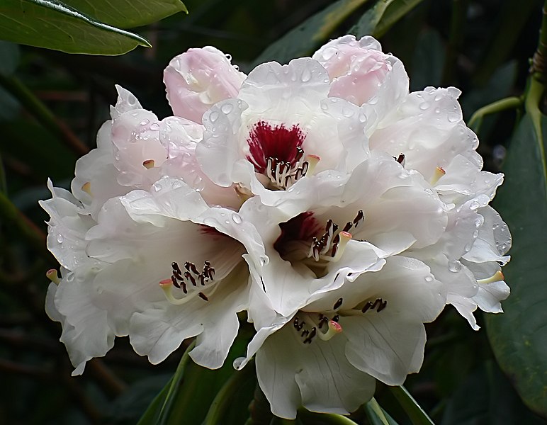 File:Rhododendron Grande. (9004104467).jpg