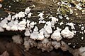 Schizophyllum commune Elk Grove, Illinois