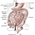 Third state of the development of the intestinal canal and peritoneum, seen from in front (diagrammatic). The mode of preparation is the same as in Fig 400