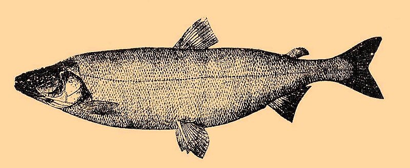 Archivo:Stenodus leucichthys.jpg