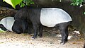 Tapirs