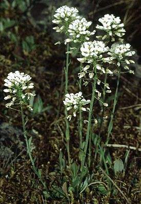 Thlaspi montanum. Общий вид цветущего растения.