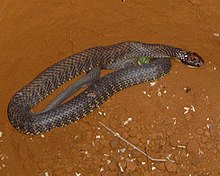 Tiger snake 2.jpg