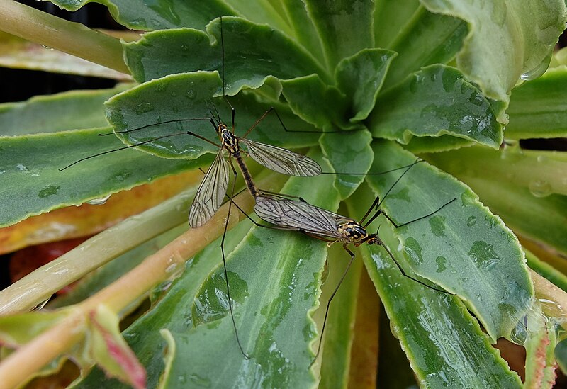 File:Tipulidae crane fly mating.jpg