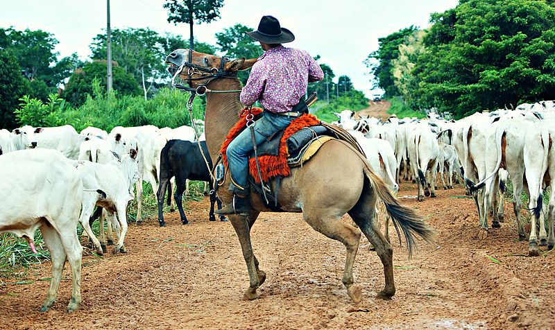 File:Tocando a Boiada.jpg