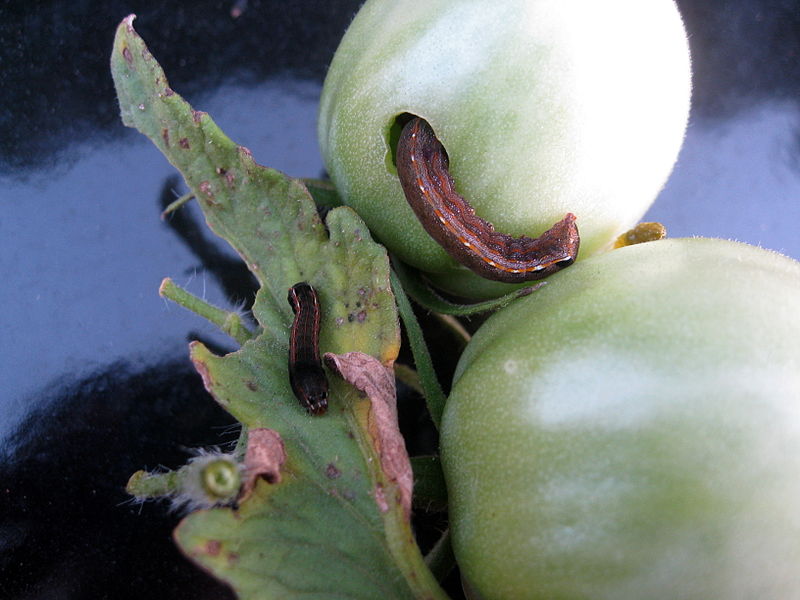 File:Tomato fruitworm.jpg