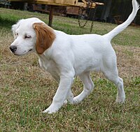 Puppy with colours not fully developed