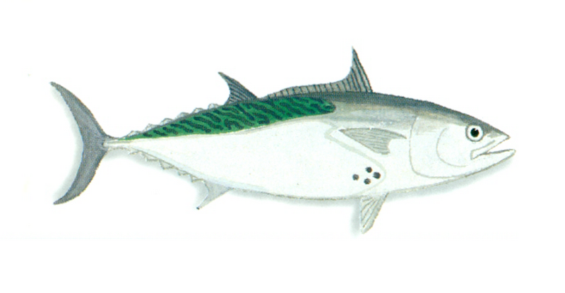 File:XRF-Euthynnus alletteratus.png