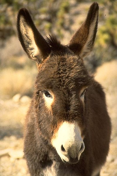 File:Burro1234.jpg