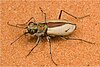 Adult Cicindela albissima