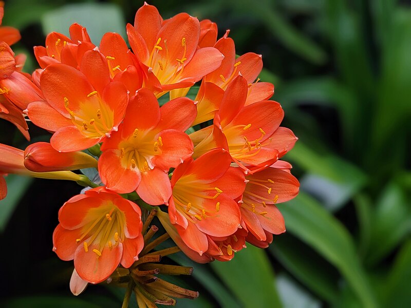 File:Clivia Miniata.jpg