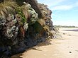 Bunurong Marine Park Sand Bank Flora, Coal Point, Harmers Haven