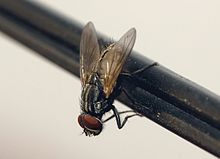 Common housefly 01.jpg