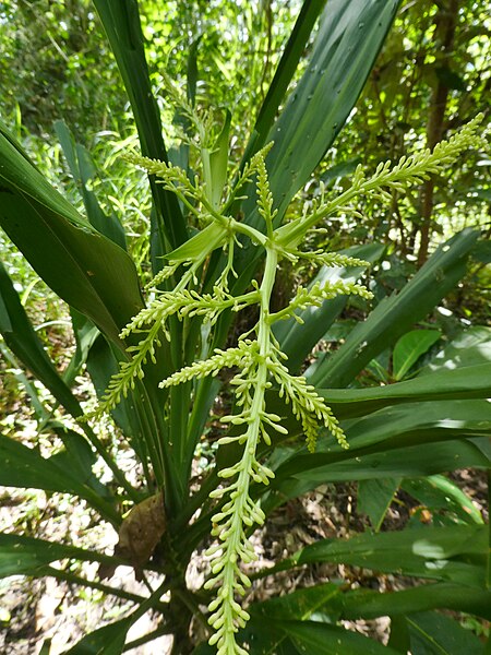 File:Cordyline-manners-suttoniae-SF24117-02.jpg