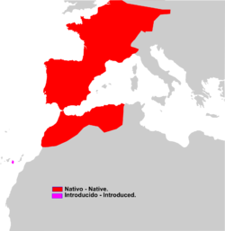 Distribución de Crocidura russula: En rojo: nativo, y en rosa: introducido