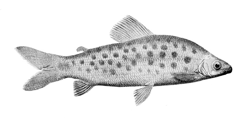 File:Distichodus maculatus.jpg