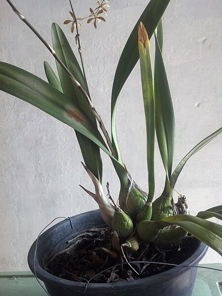 File:Encyclia candollei planta.jpg