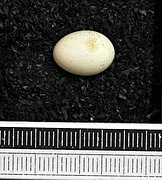 Egg (Museum Wiesbaden)