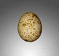 Egg