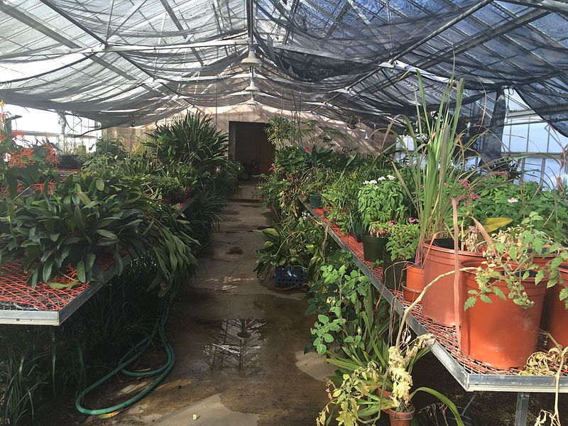 File:Inside of green house.jpg