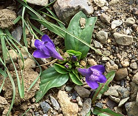 Ланцея тибетская (Lancea tibetica)