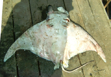 Mobula tarapacana.png