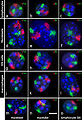 Mouse chromosome territories in different cell types.