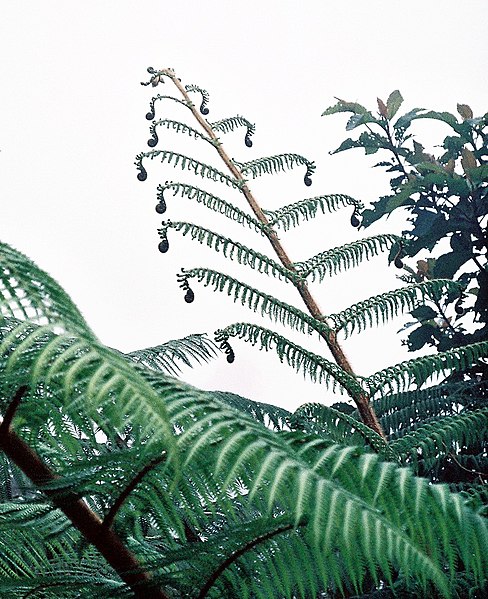 File:Oaxaca fern.jpg