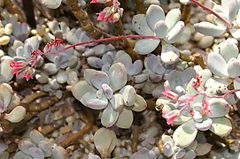 Pachyphytum glutinicaule