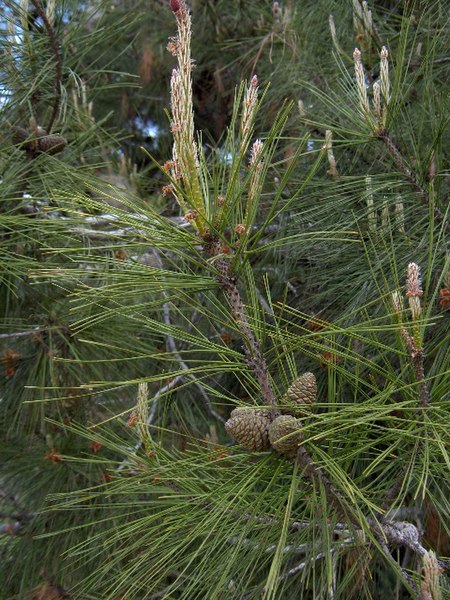 File:Pinus brutia(03).jpg