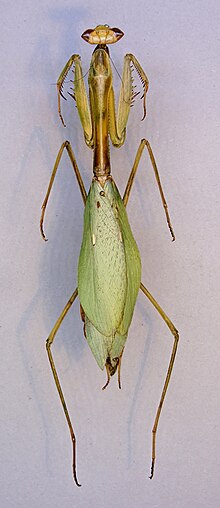 Pseudoxyops boliviana TPopp.jpg