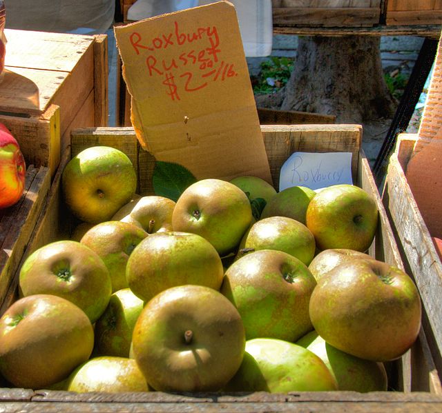 File:Roxbury Russet.jpg