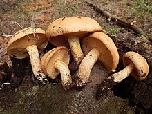 Suillus kaibabensis Thiers 641095.jpg