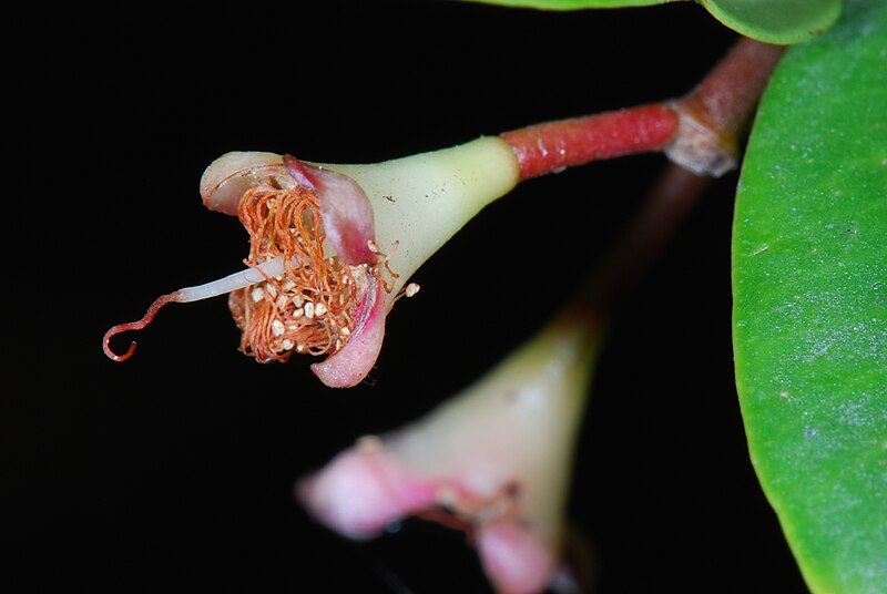 File:Syzygium paniculatum 03 Pengo.jpg