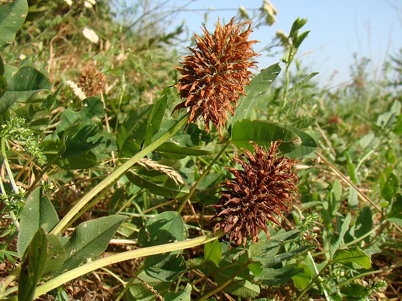 File:Trifolium ambiguum Y03.jpg