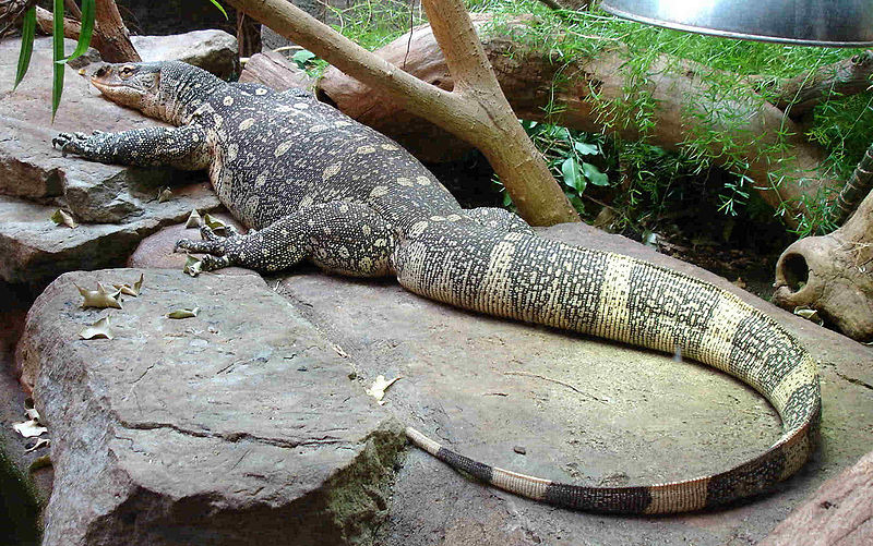 Файл:Varanus niloticus ornatus.jpg