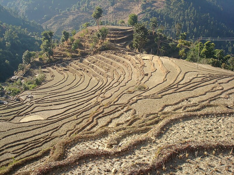 File:Agriculture land of Nepal.jpg