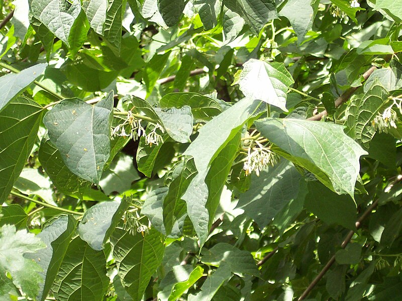 File:Alangium platanifolium.jpg