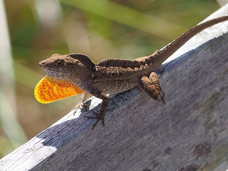 File:Brown Anole (Anolis sagrei).jpg