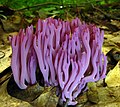 The violet coral (Clavaria zollingeri) is a widely-distributed species of fungus, or mushroom.