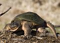 Common Snapping Turtle sunning atop a beaver lodge