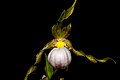 Cypripedium candidum