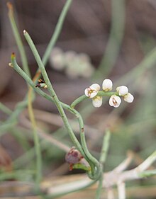 Dodder flowers.jpg