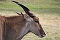 Common eland