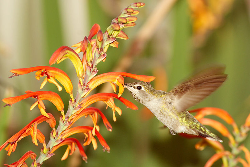 File:Female Anna's hummingbird feeding.jpg