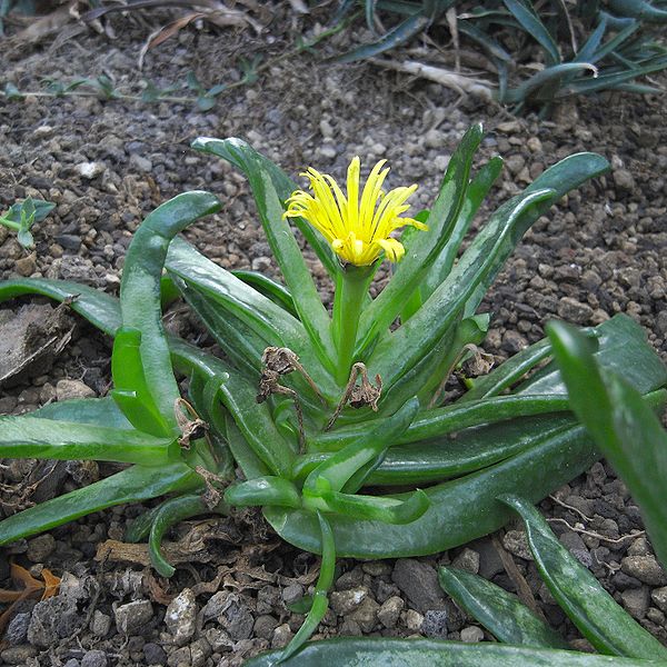 Archivo:Glottophyllum latum.jpg